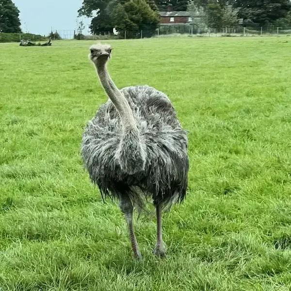 The Ryleys School, Cheshire, Year 1 — Knowsley Safari Park Trip